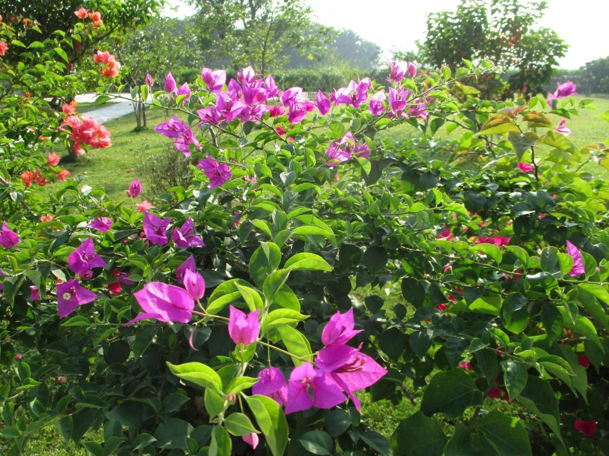 白河Joel's Garden 悠爾庭園古厝民宿住宿加早餐旅馆 外观 照片