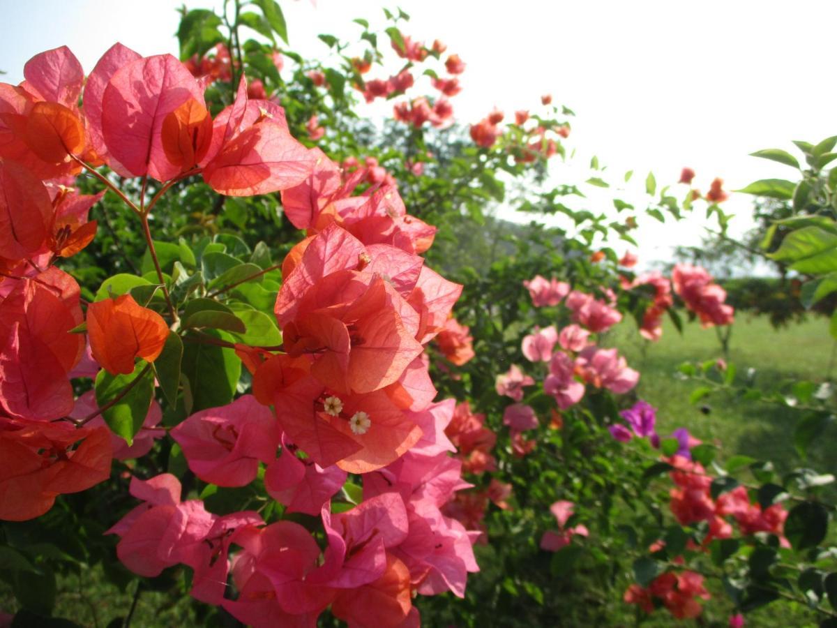 白河Joel's Garden 悠爾庭園古厝民宿住宿加早餐旅馆 外观 照片